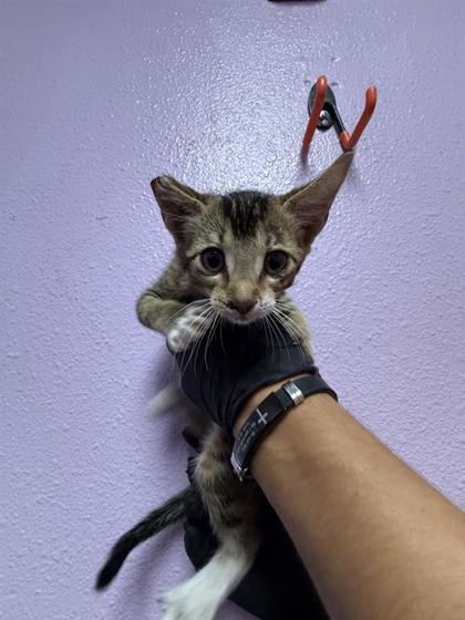 Shelter Stray Male Cat last seen Near SUNLAND PARK PARK, CITY of El Paso, TX, 5001 Fred Wilson Ave, El Paso, TX 79906, USA