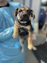 Shelter Stray Female Dog last seen W Jensen Ave & S Valentine Ave, Fresno Zone Fresno CO 2 93706, CA, 1510 W Dan Ronquillo Dr, Fresno, CA 93706, USA