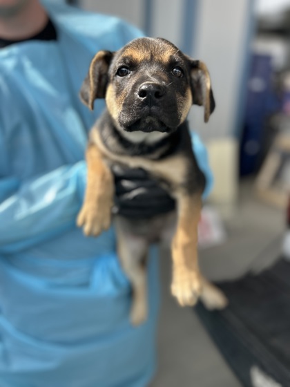 Shelter Stray Female Dog last seen W Jensen Ave & S Valentine Ave, Fresno Zone Fresno CO 2 93706, CA, 1510 W Dan Ronquillo Dr, Fresno, CA 93706, USA