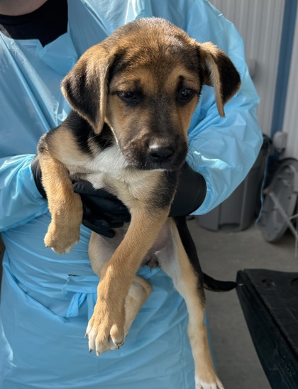 Shelter Stray Female Dog last seen W Jensen Ave & S Valentine Ave, Fresno Zone Fresno CO 2 93706, CA, 1510 W Dan Ronquillo Dr, Fresno, CA 93706, USA