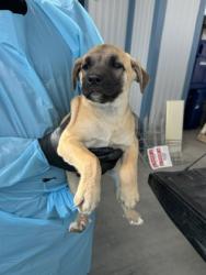 Shelter Stray Male Dog last seen W Jensen Ave & S Valentine Ave, Fresno Zone Fresno CO 2 93706, CA, 1510 W Dan Ronquillo Dr, Fresno, CA 93706, USA