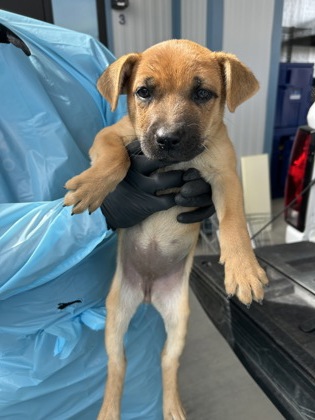 Shelter Stray Female Dog last seen W Jensen Ave & S Valentine Ave, Fresno Zone Fresno CO 2 93706, CA, 1510 W Dan Ronquillo Dr, Fresno, CA 93706, USA