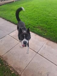 Lost Male Dog last seen Dakota, Marks,Ashlan, Fresno, CA 93705