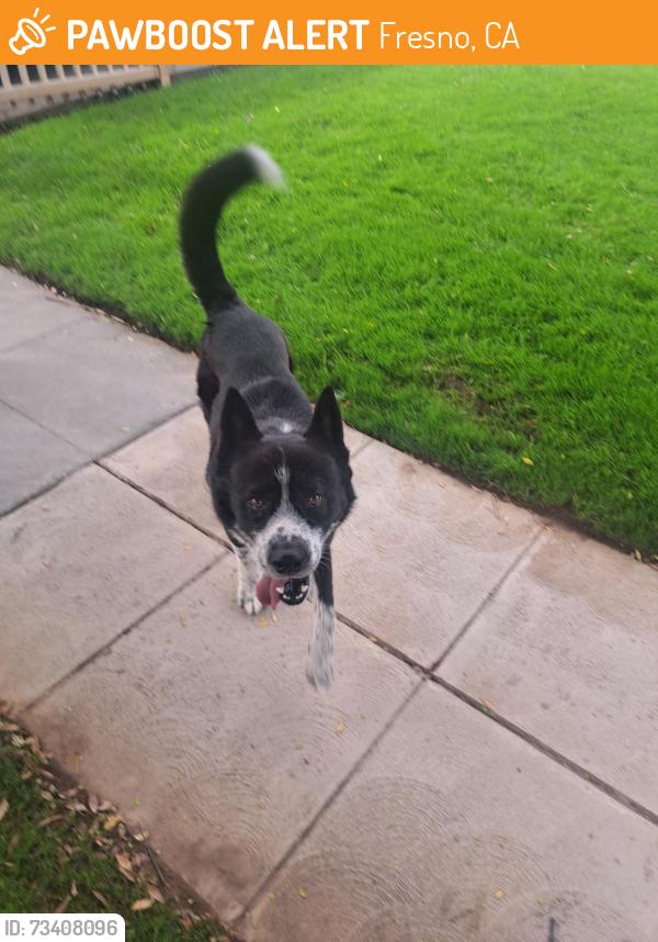 Lost Male Dog last seen Dakota, Marks,Ashlan, Fresno, CA 93705