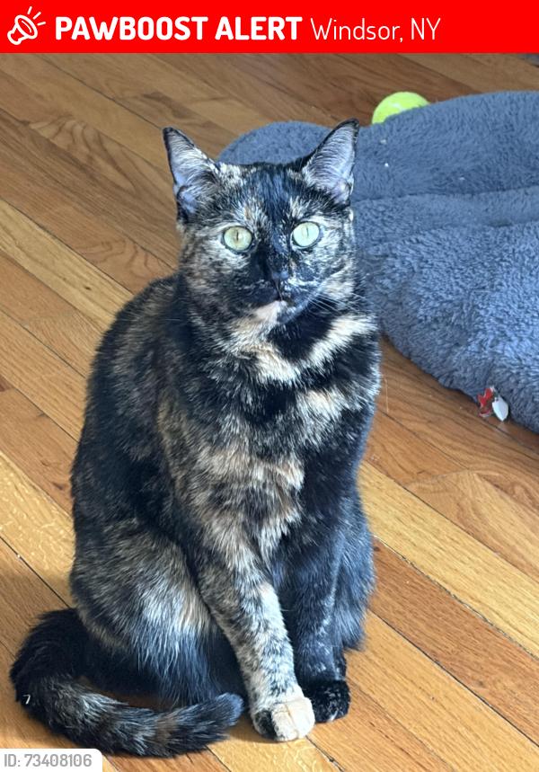 Lost Female Cat last seen Klump Park, Windsor, NY 13865