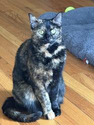 Lost Female Cat last seen Klump Park, Windsor, NY 13865