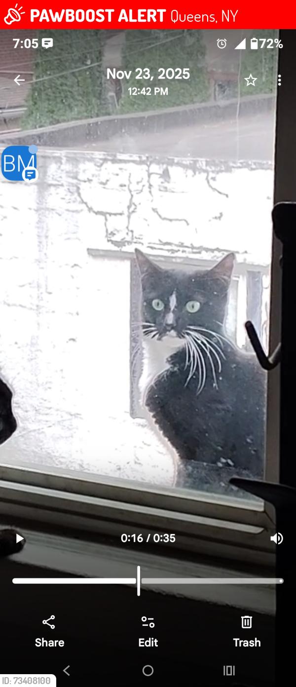 Lost Female Cat last seen 60th street and Bleeker st. Ridgewood, N.Y. 11385, Queens, NY 11385