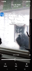 Lost Female Cat last seen 60th street and Bleeker st. Ridgewood, N.Y. 11385, Queens, NY 11385