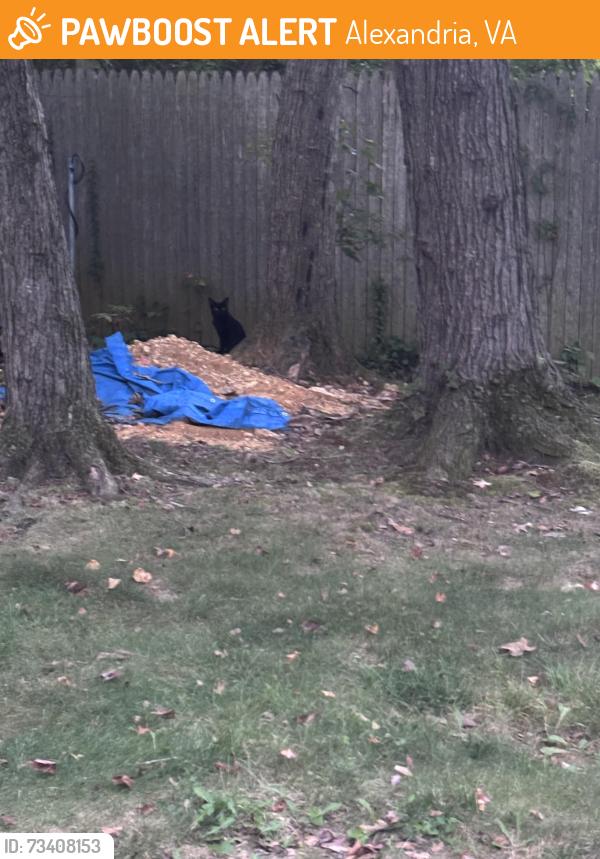 Found/Stray Unknown Cat last seen Union Farm Road/Gateshead Rd, Alexandria, VA 22309