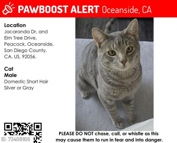 Lost Male Cat last seen Jacaranda Dr / Elm Tree, Oceanside, CA 92056