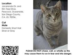 Lost Male Cat last seen Jacaranda Dr / Elm Tree, Oceanside, CA 92056