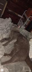 Reunited Male Cat last seen Near Powell st swannanoa nc, Swannanoa, NC 28778