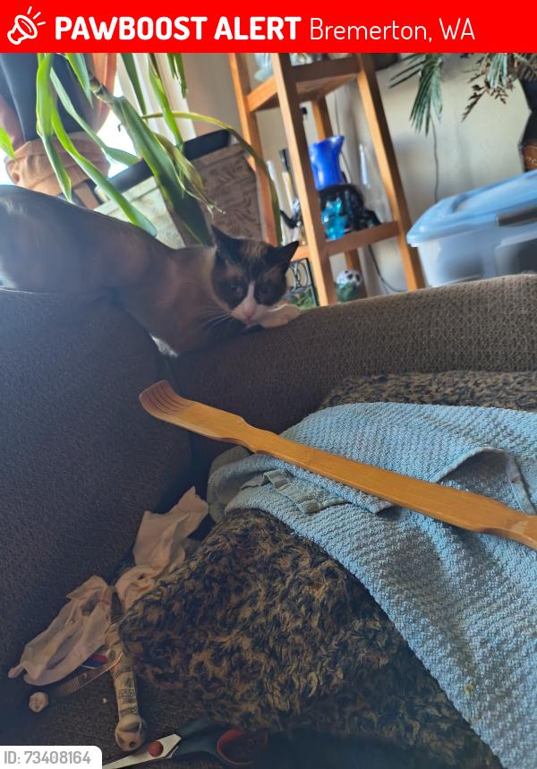 Lost Male Cat last seen Sylvan Way, and Ivy rd., Bremerton, WA 98310