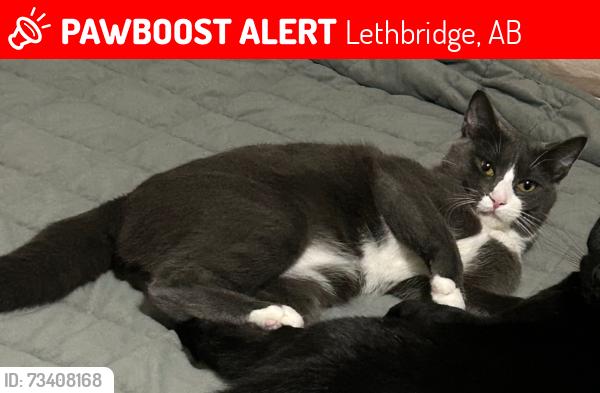 Lost Male Cat last seen Ryerson road west, Lethbridge, AB 