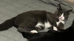Lost Male Cat last seen Ryerson road west, Lethbridge, AB 