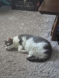 Lost Female Cat last seen McKays, Winston-Salem, NC 27103