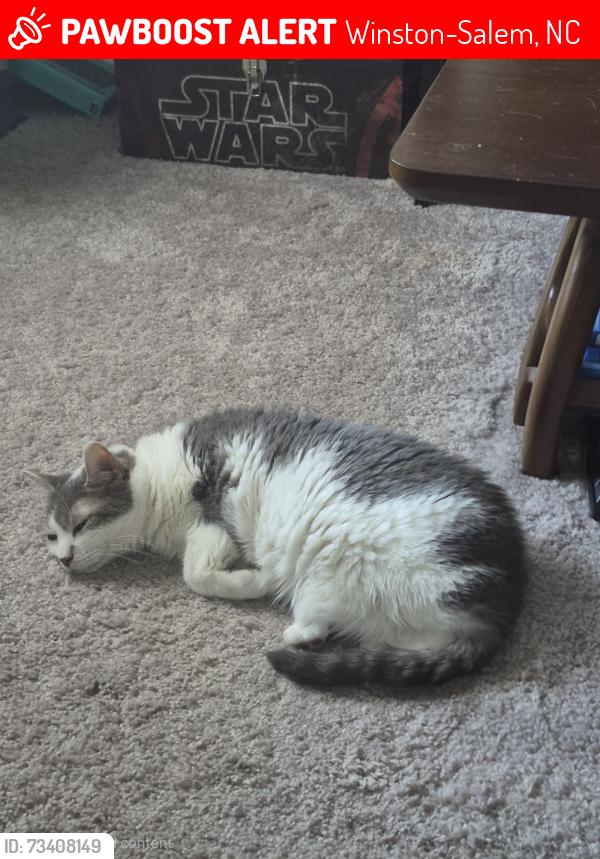 Lost Female Cat last seen McKays, Winston-Salem, NC 27103