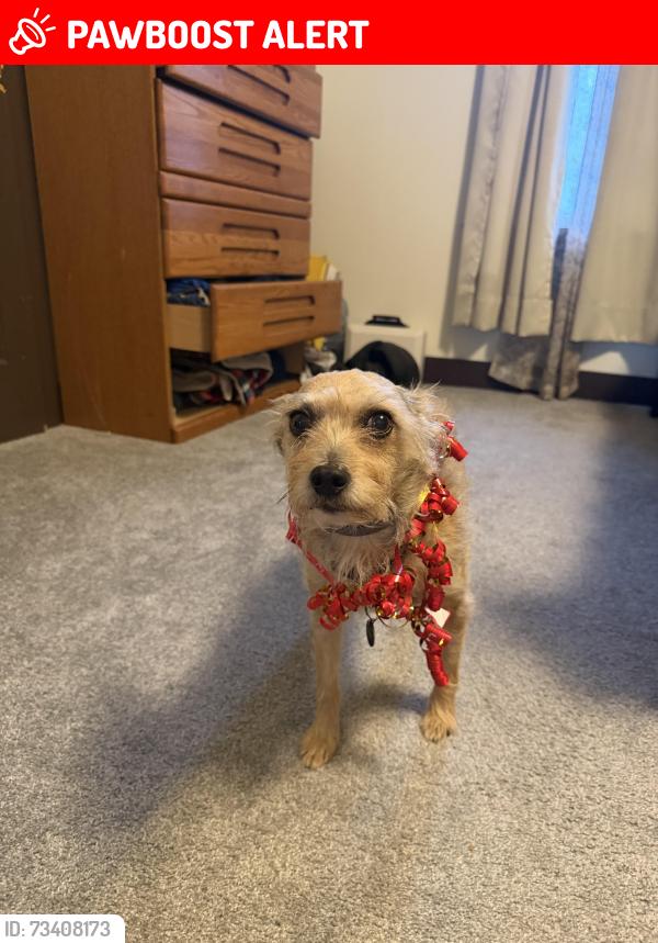 Lost Male Dog last seen Sunco, Penn Hills Municipality, PA 15235