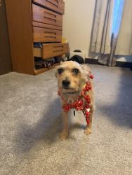 Lost Male Dog last seen Sunco, Penn Hills Municipality, PA 15235