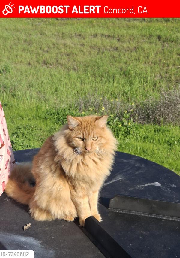 Lost Male Cat last seen Lime ridge trail/towne and country mobile home park, Concord, CA 94518