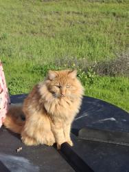 Lost Male Cat last seen Lime ridge trail/towne and country mobile home park, Concord, CA 94518