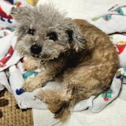 Shelter Stray Female Dog last seen seminary, OAKLAND, CA, 94605, 8323 Baldwin St, Oakland, CA 94621, USA