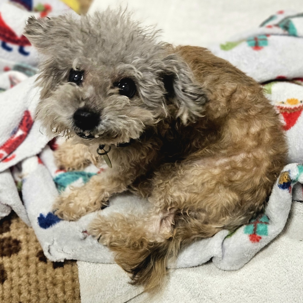 Shelter Stray Female Dog last seen seminary, OAKLAND, CA, 94605, 8323 Baldwin St, Oakland, CA 94621, USA