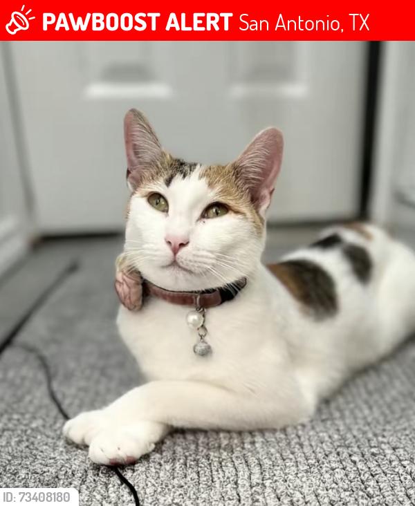 Lost Female Cat last seen Redfish Cavern, San Antonio, TX 78245