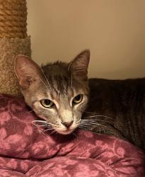 Shelter Stray Female Cat last seen San Ramon, Oceanside, CA, 92057, Oceanside, CA 92058, USA