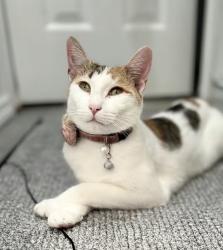 Lost Female Cat last seen Redfish Cavern, San Antonio, TX 78245