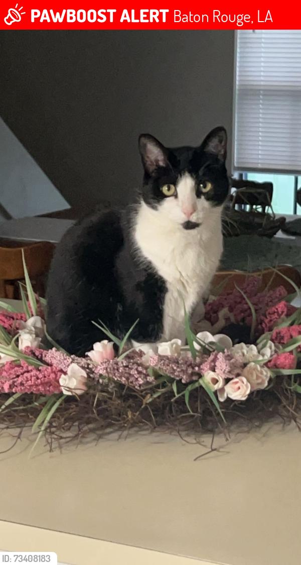 Lost Female Cat last seen Sherwood Forest, Baton Rouge, LA 70816