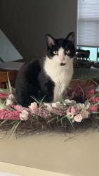 Lost Female Cat last seen Sherwood Forest, Baton Rouge, LA 70816