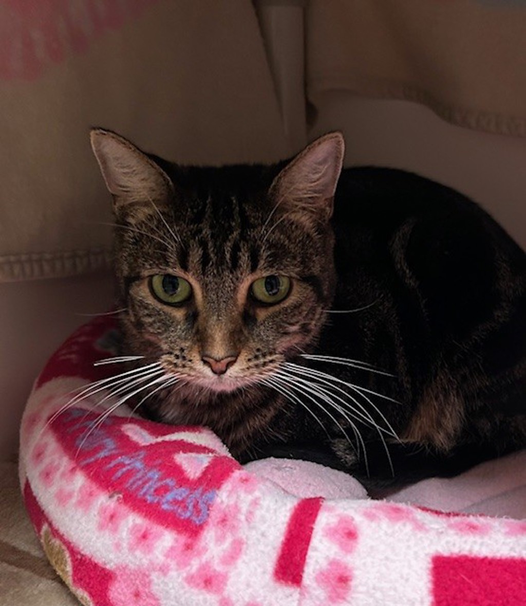 Shelter Stray Female Cat last seen San Ramon, Oceanside, CA, 92057, Oceanside, CA 92058, USA