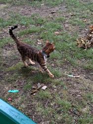 Reunited Unknown Cat last seen Meetinghouse & Westbury Rds., Jenkintown, PA 19046
