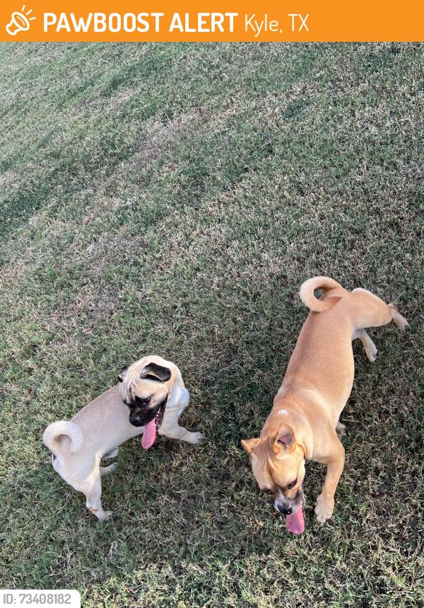 Found/Stray Unknown Dog last seen Waterleaf, Kyle, TX 78640