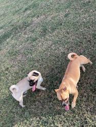 Found/Stray Unknown Dog last seen Waterleaf, Kyle, TX 78640