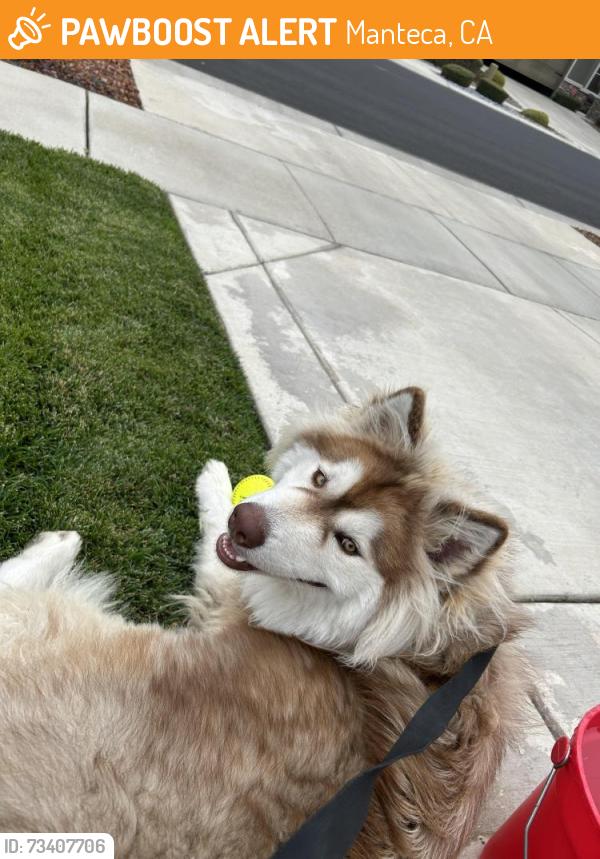 Found/Stray Male Dog last seen Roseberry Avenue, Manteca, CA 95336