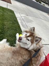 Found/Stray Male Dog last seen Roseberry Avenue, Manteca, CA 95336