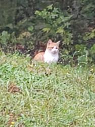 Found/Stray Unknown Cat last seen Price Rd, Gainesville, GA 30506