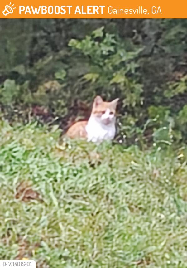 Found/Stray Unknown Cat last seen Price Rd, Gainesville, GA 30506