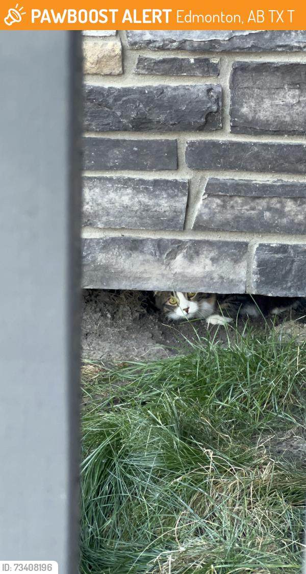 Found/Stray Unknown Cat last seen Near courpus Christi school, Edmonton, AB T6X 1T6