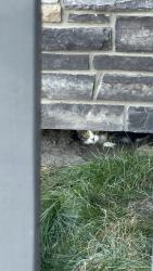 Found/Stray Unknown Cat last seen Near courpus Christi school, Edmonton, AB T6X 1T6