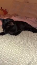 Found/Stray Unknown Cat last seen West rocks middle school, Norwalk, CT 06851