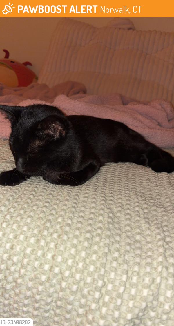Found/Stray Unknown Cat last seen West rocks middle school, Norwalk, CT 06851