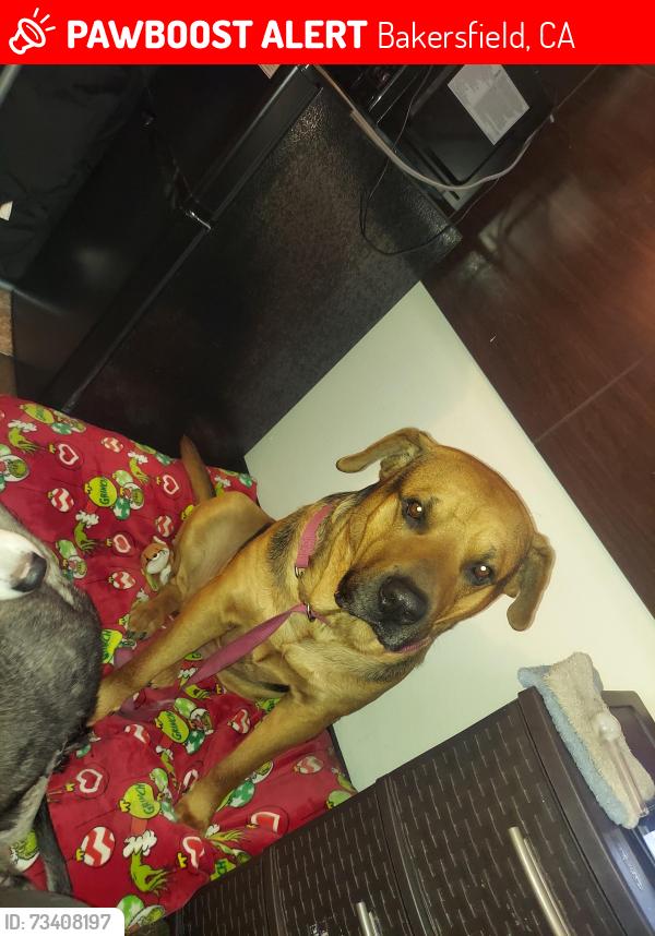 Lost Male Dog last seen Oak california 93304, Bakersfield, CA 93304