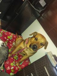 Lost Male Dog last seen Oak california 93304, Bakersfield, CA 93304