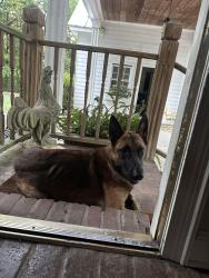 Found/Stray Male Dog last seen Herring Hill, Millington, TN 38053