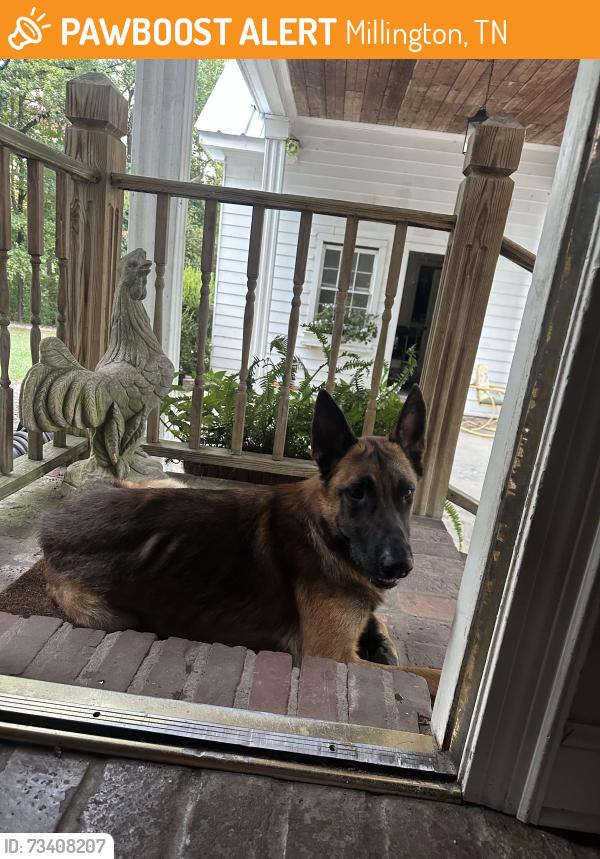 Found/Stray Male Dog last seen Herring Hill, Millington, TN 38053