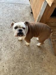 Lost Male Dog last seen Briggs and S McConnell Rd, Atascosa, TX 78002