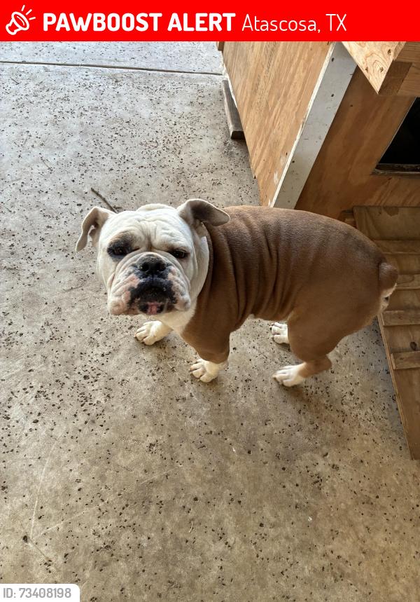 Lost Male Dog last seen Briggs and S McConnell Rd, Atascosa, TX 78002